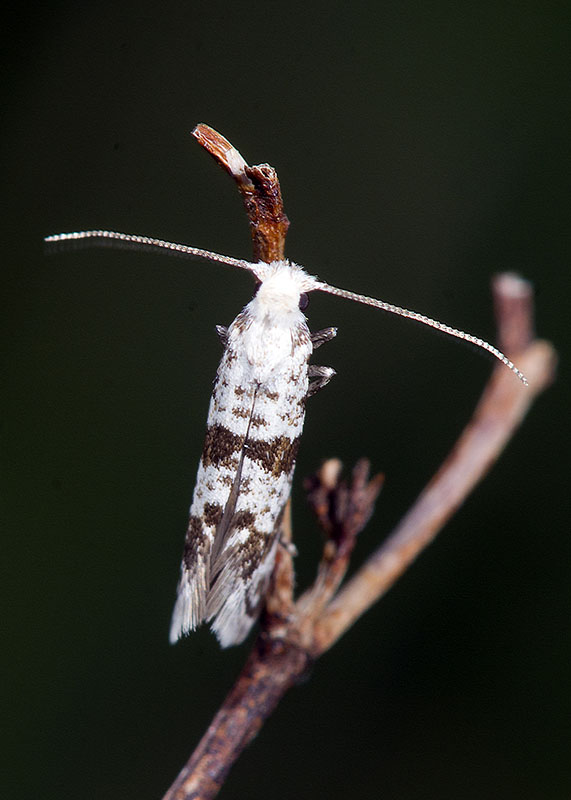 Scythropia crataegella? S